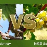 长相思、霞多丽，两个白葡萄酒界的“网红”各有什么魅力？ 
