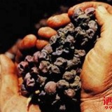 长毛了葡萄酿出来的葡萄酒，没想到比拉菲还贵！ 