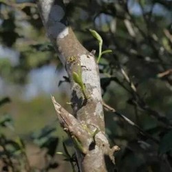 普洱茶中的“马蹄脚”你了解多少？(普洱茶中的马蹄梗)