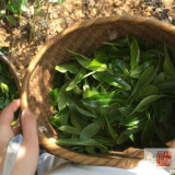 2019中国茶业科技支撑，茶叶高质量发展普洱茶防伪识别技术