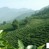 中国饮茶文化起源于上古时期
