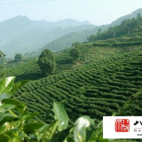明清时期安溪茶业的兴盛