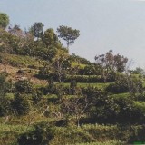利月山头茶、山冲山头茶路线以及村寨茶园介绍