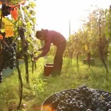 环境对酿酒葡萄种植的影响 