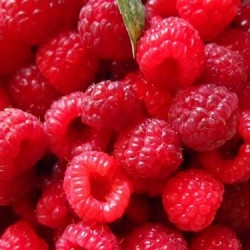 树莓酒的酿制方法及保健功效 