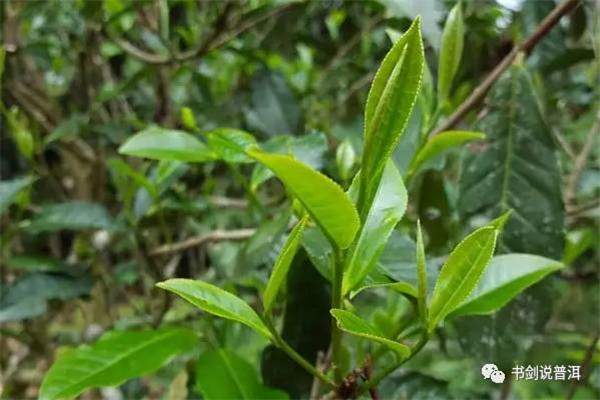 春茶与秋茶，究竟有何不同？春茶好还是秋茶好？(铁观音春茶好还是秋茶好)