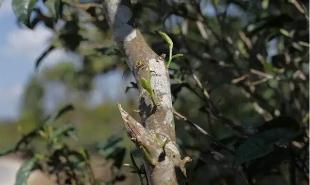 普洱茶中的“马蹄脚”你了解多少？(普洱茶中的马蹄梗)
