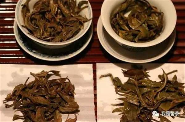 普洱茶有台地茶吗？如何鉴别古树茶？(普洱茶台地茶和大树茶的区别)